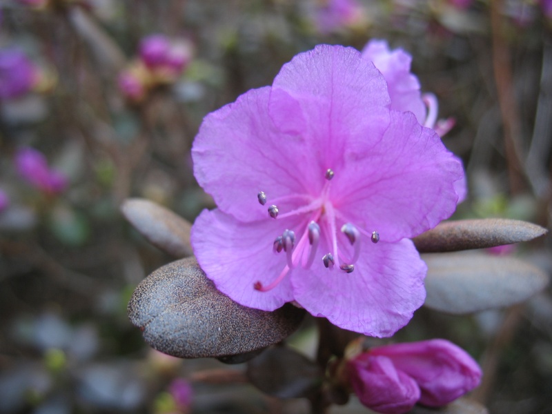 Rhododendron déjà en fleurs Jardin Bota. Jardin17