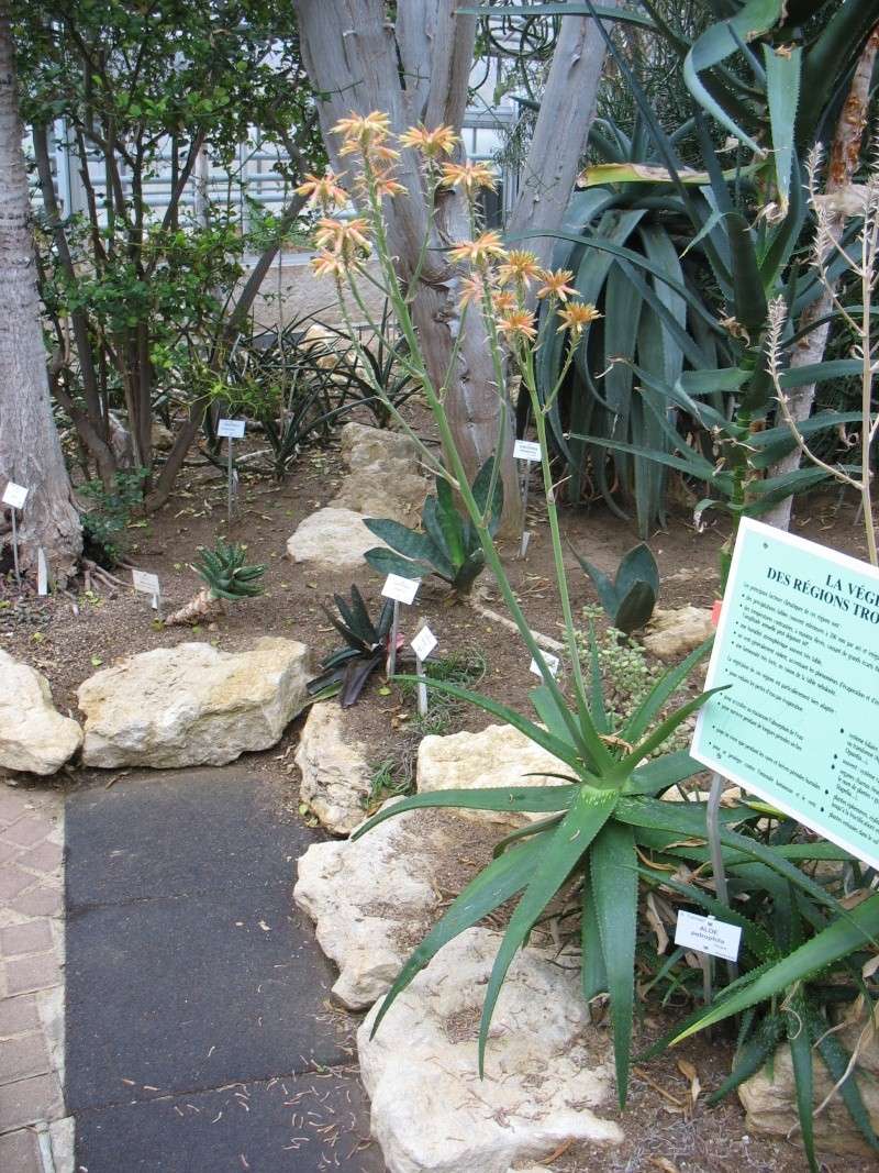 Aloe petrophila Jardin19