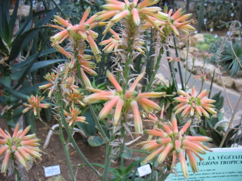 Aloe petrophila Jardin20