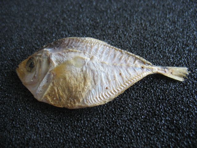 d'autres poissons du Togo Poisso11