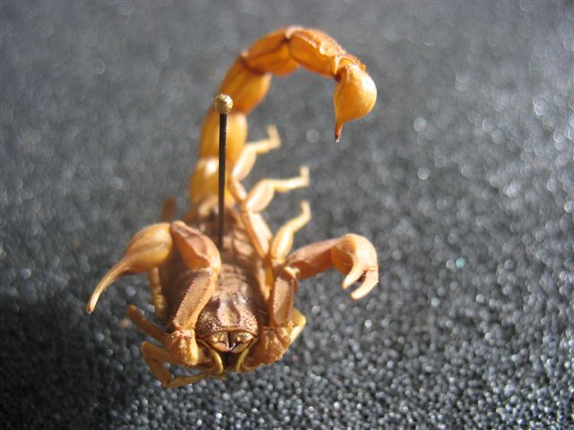 scorpion à déterminer Scorpi10
