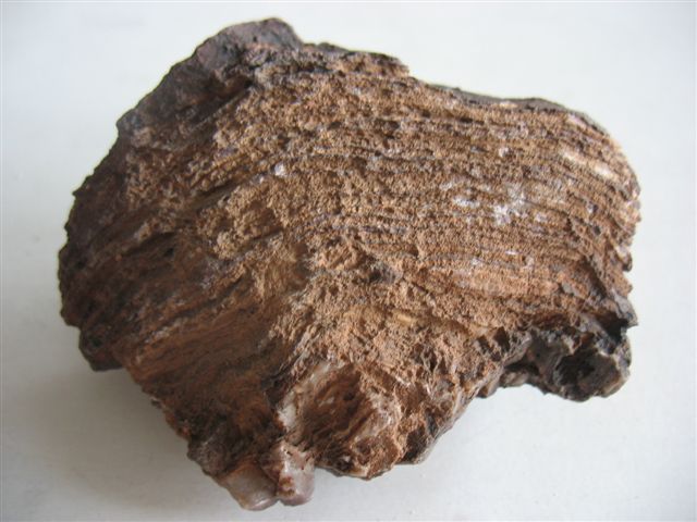 Stromatolithe de l'Anti-Atlas Stroma10