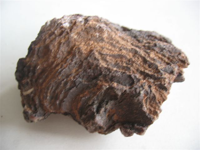 Stromatolithe de l'Anti-Atlas Stroma11