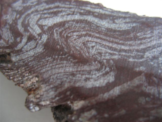 Stromatolithe de l'Anti-Atlas Stroma13