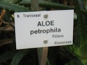Aloe petrophila Jardin18