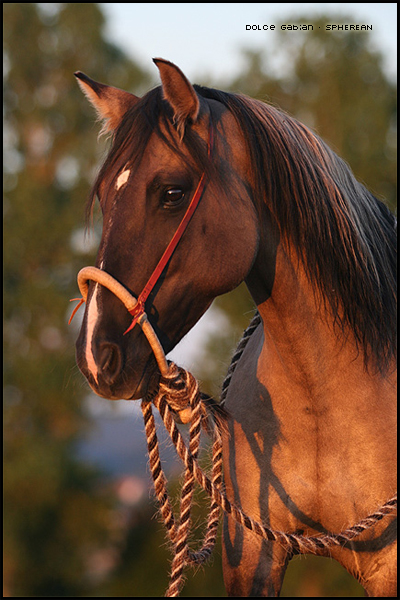 Chevaux de KrK Crioll11