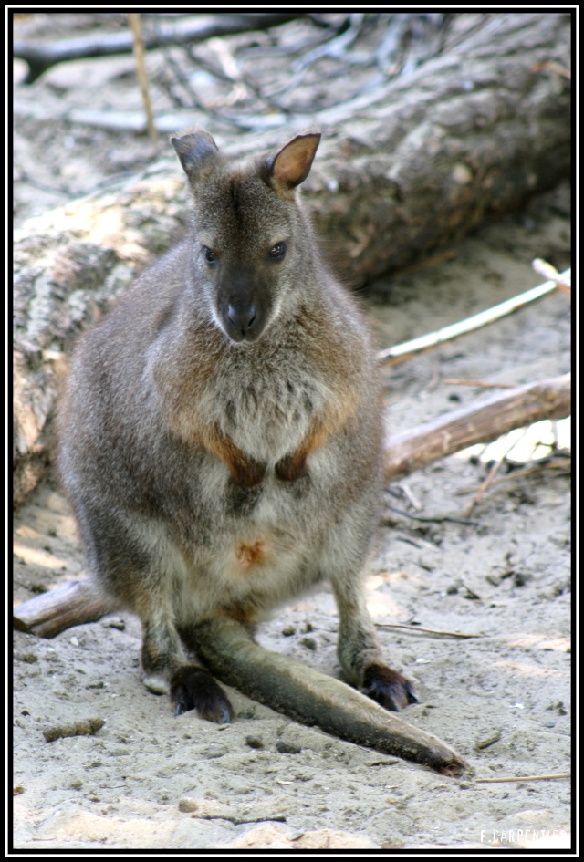 wallaby Wallab10