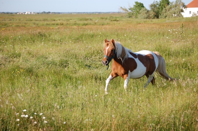 les poneys de derrière chez moi! Dsc_0118