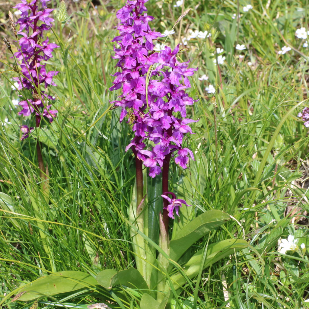 Plantes des Alpes Françaises et Italiennes Img_7514