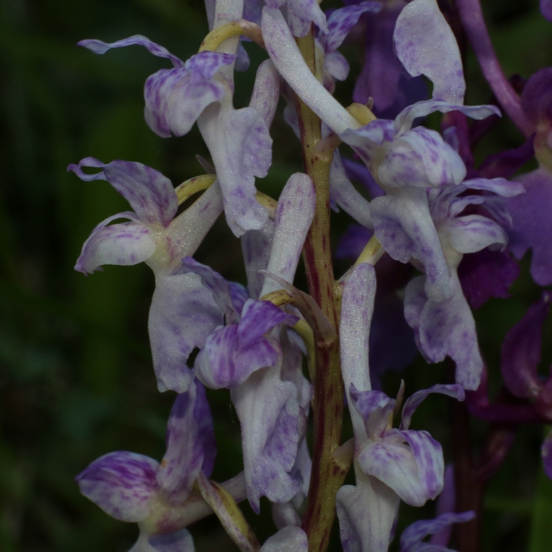 orchis mascula Mascul10