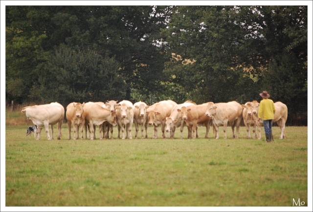 stage bovin en mayenne (photos) 115