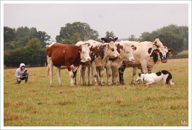 stage bovin en mayenne (photos) 1412