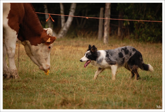 stage bovin en mayenne (photos) 2112