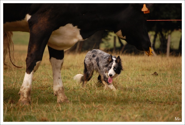 stage bovin en mayenne (photos) 2211