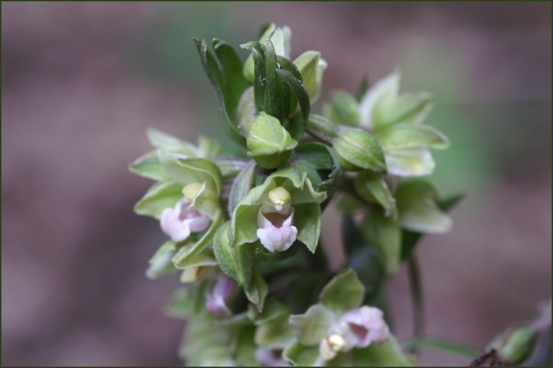 Epipactis purpurata dans l'Eure - Page 2 Copie_33