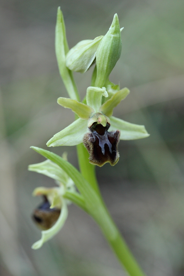 Ophrys aranifera massiliensis ( Ophrys de Marseille ) _mg_9110