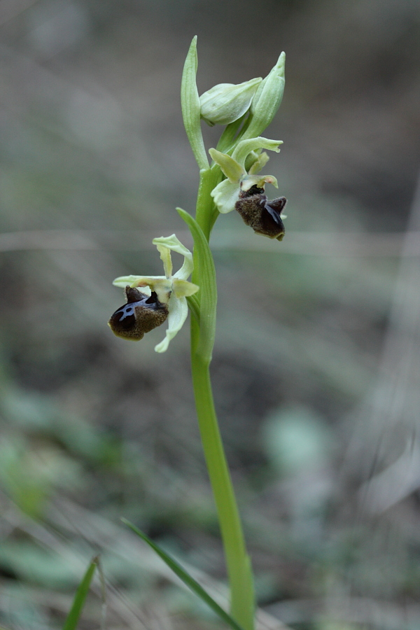 Ophrys aranifera massiliensis ( Ophrys de Marseille ) _mg_9111