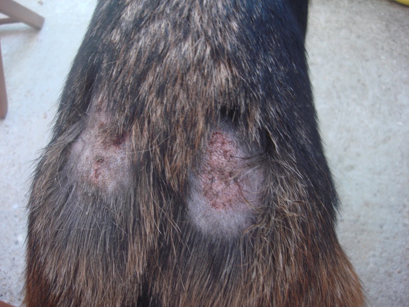 Piqure D Aoutat Chez Le Chien