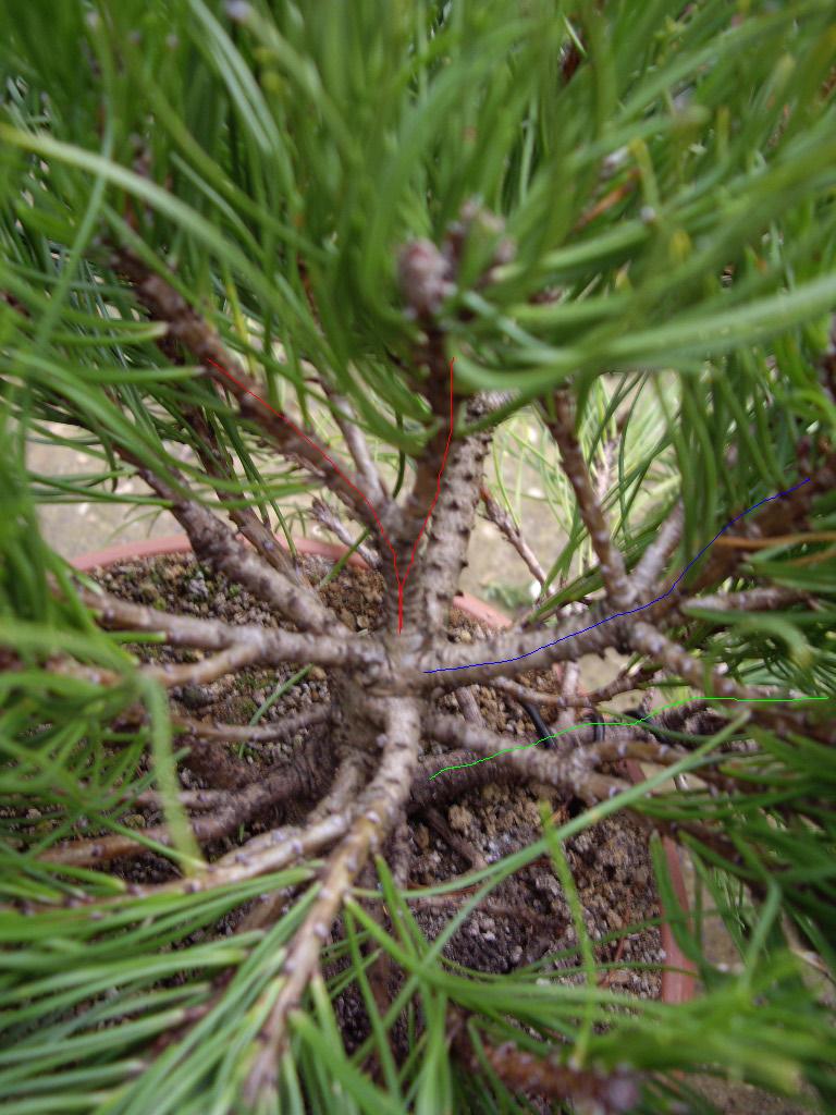 Pinus mugho Imgp0316