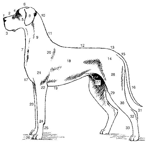 Anatomie der Deutschen Dogge Standa10