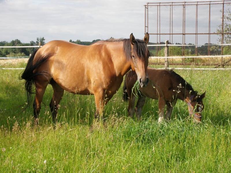 vend chevaux de loisir / rando / western / repro... P6211711