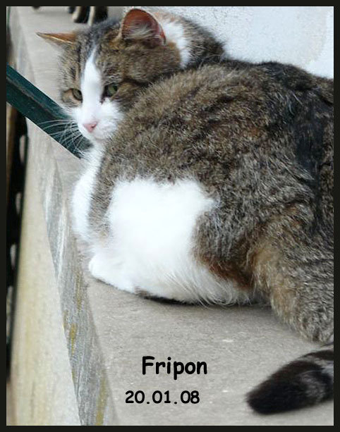 Fripon, brown tabby et blanc Asso Suisse  Lauserne Fripon10