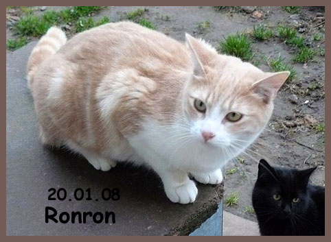 Ronron adopt aux Trois moutiers (86) Ronron10