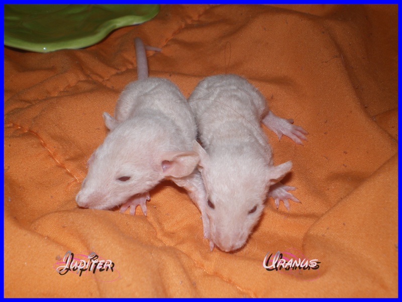 [27] Rats nus nés le 12 janvier 2009 - Page 3 Jupite10