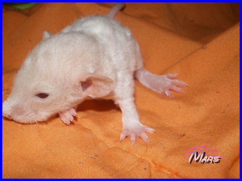 [27] Rats nus nés le 12 janvier 2009 - Page 3 Mars10