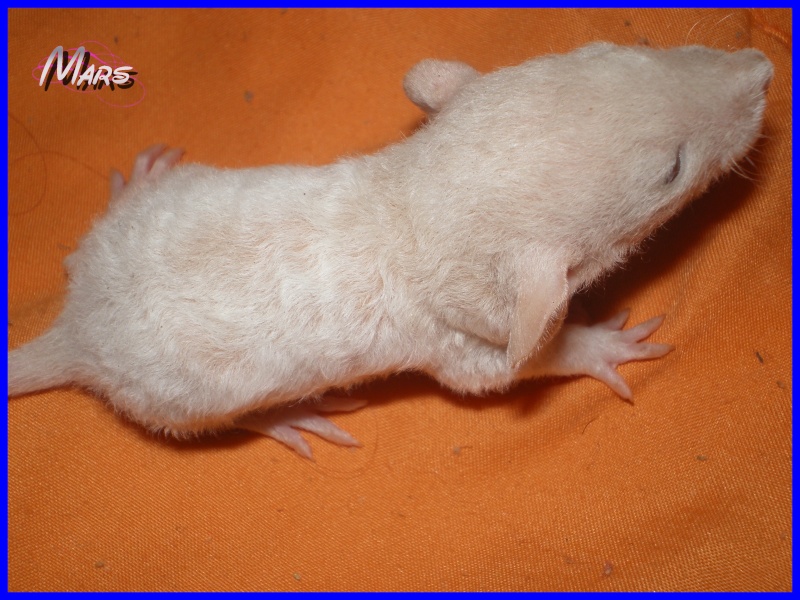 [27] Rats nus nés le 12 janvier 2009 - Page 3 Mars210