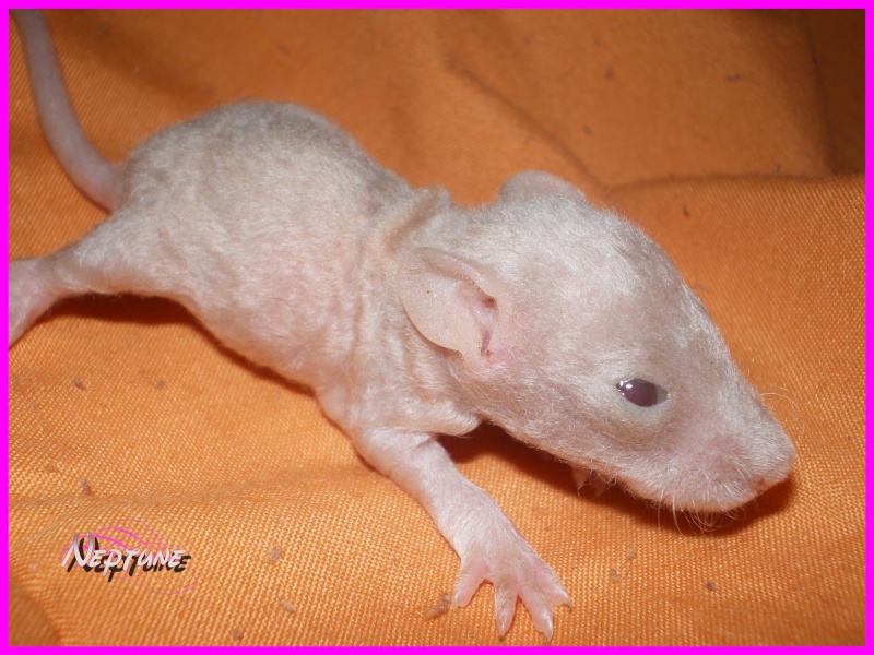 [27] Rats nus nés le 12 janvier 2009 - Page 3 Neptun10