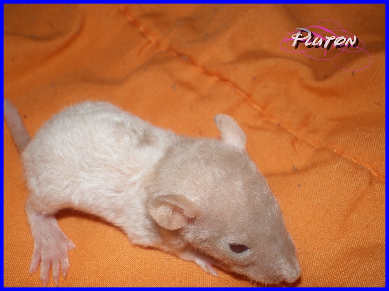 [27] Rats nus nés le 12 janvier 2009 - Page 3 Pluton10