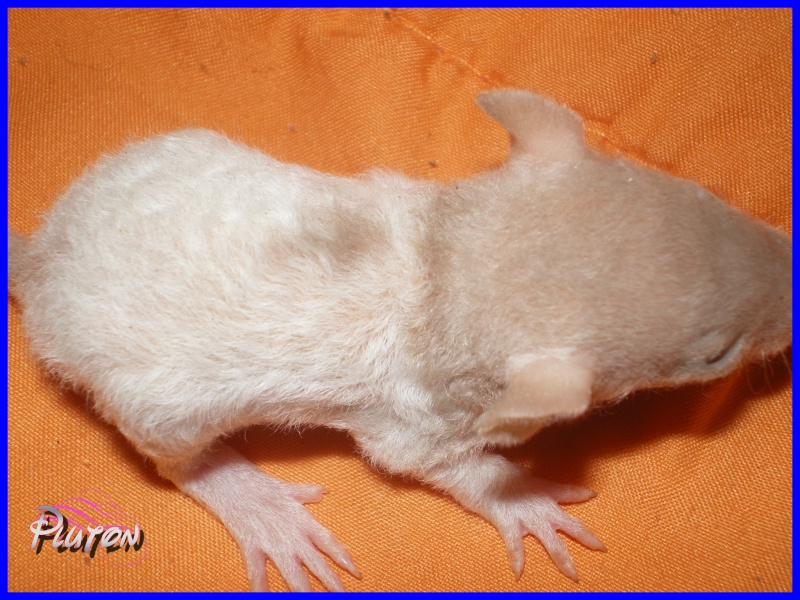 [27] Rats nus nés le 12 janvier 2009 - Page 3 Pluton11