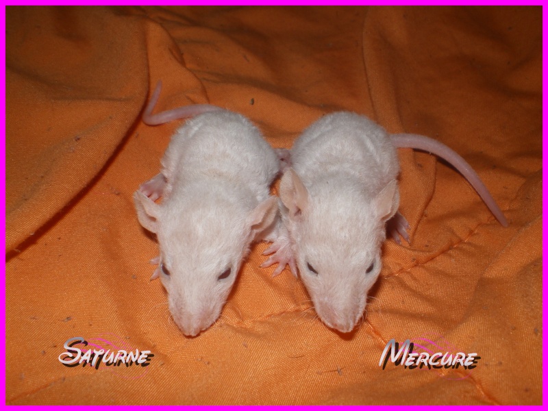 [27] Rats nus nés le 12 janvier 2009 - Page 3 Saturn10