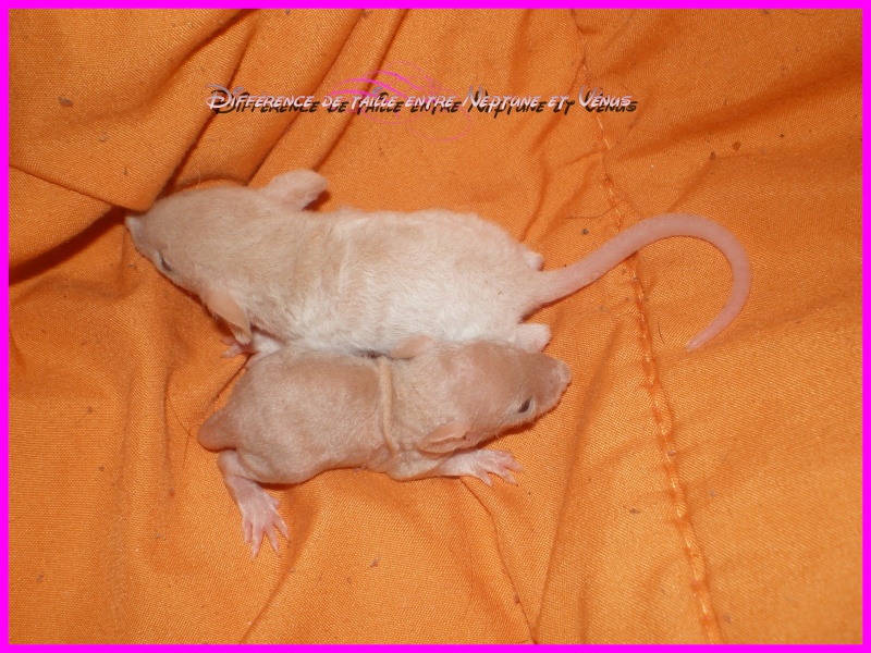 [27] Rats nus nés le 12 janvier 2009 - Page 3 Taille10