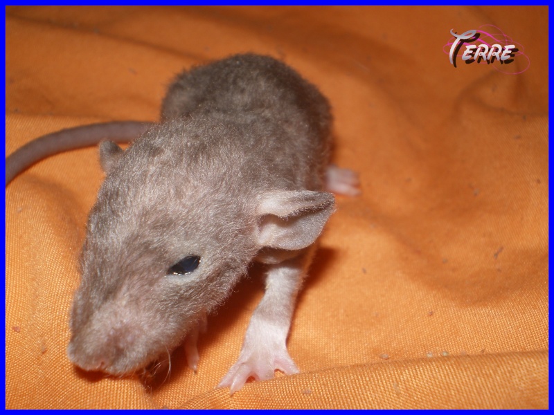[27] Rats nus nés le 12 janvier 2009 - Page 3 Terre210