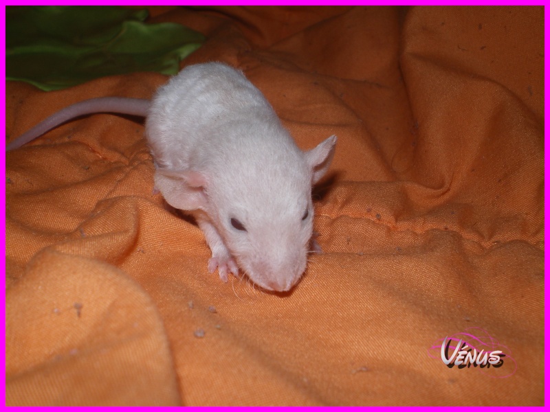 [27] Rats nus nés le 12 janvier 2009 - Page 3 Vanus10