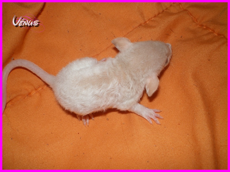 [27] Rats nus nés le 12 janvier 2009 - Page 3 Venus210