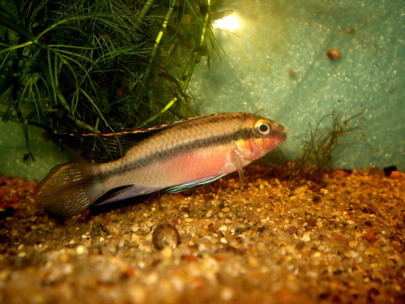 Pelvicachromis pulcher "Kribensis" P7270010