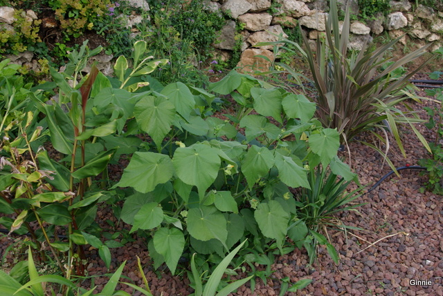 Quelques photos de mon jardin : gros projet 2013 : Evolution Mai 2014 - Page 5 Imgp6019