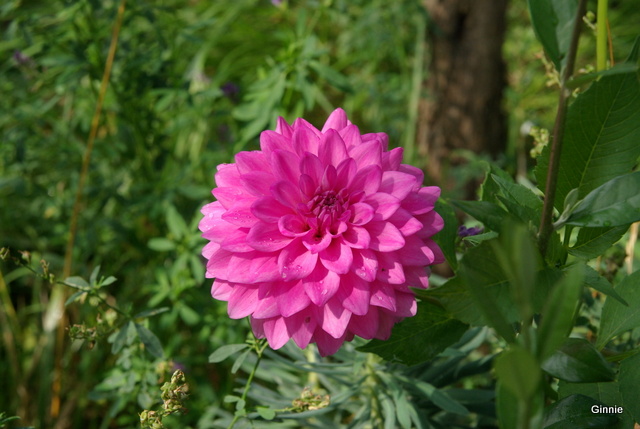 Les dahlias. Photos et disscusions. - Page 2 Imgp6141