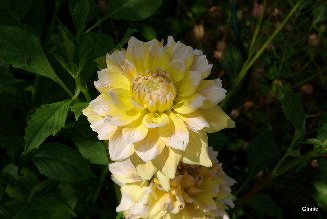 Les dahlias. Photos et disscusions. - Page 2 Imgp6144