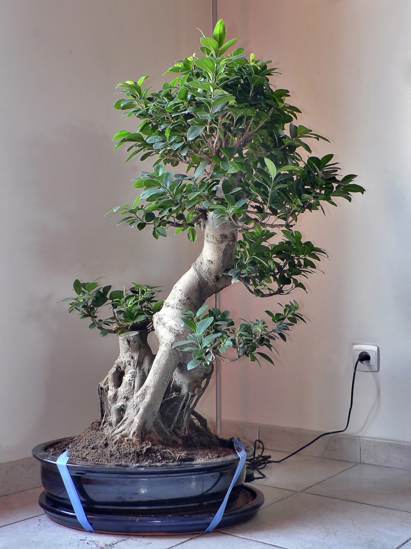 Ficus Retusa pour moi aussi Ficus110