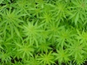 1re plante pour ta collection de vgtaux Canabi10
