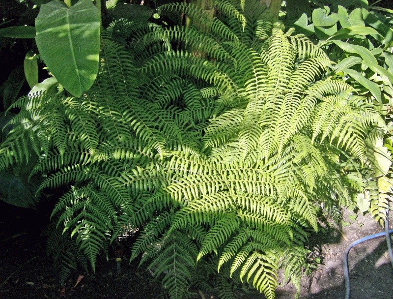 Cyathea australis Hpim0538