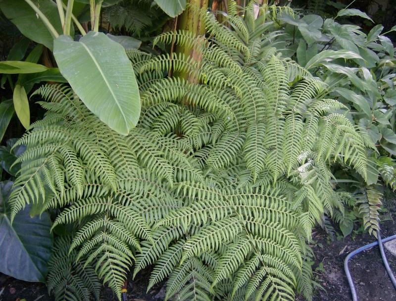 Cyathea australis Hpim0610