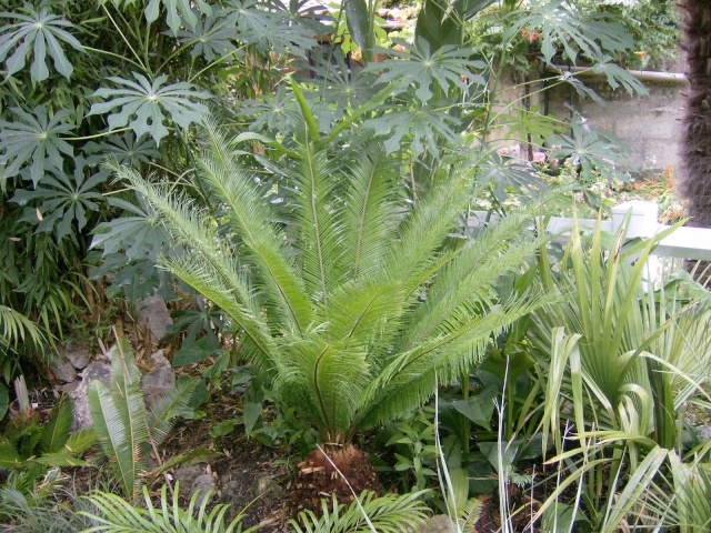 cycas panzhihuaensis, culture Photo_17