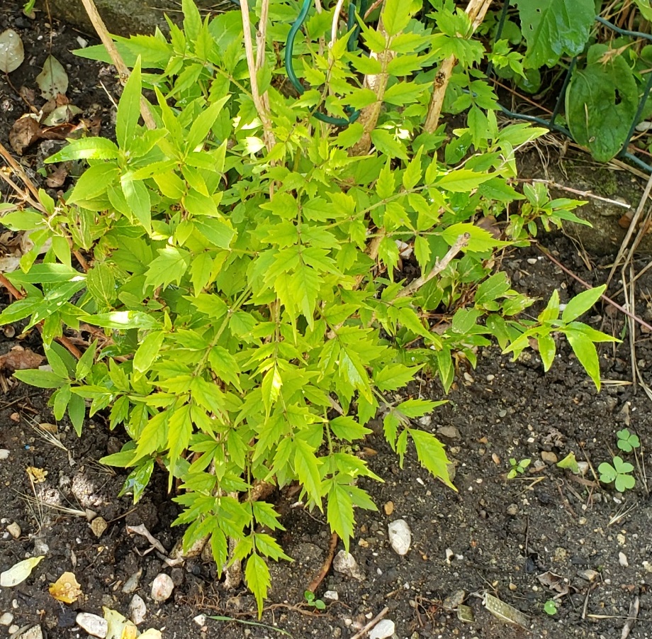 Au jardin fleuri d'Odile - Page 21 0112