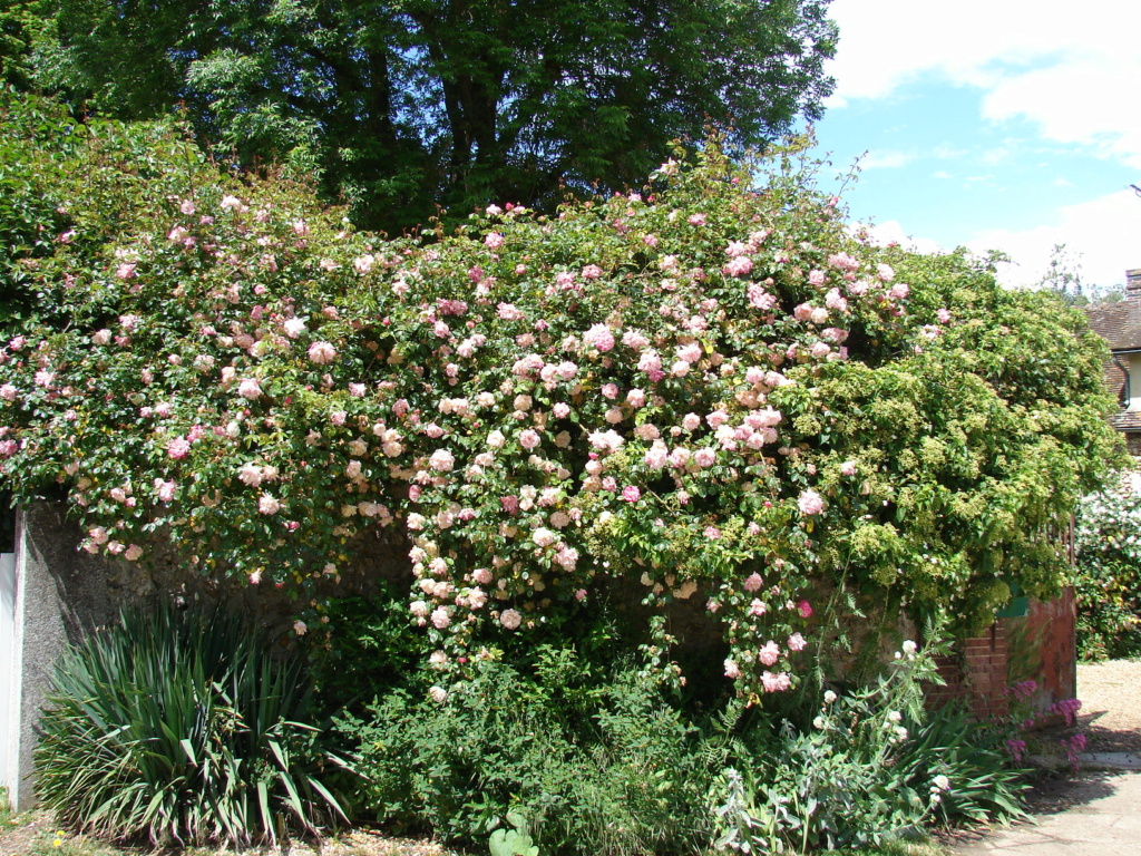 Au jardin fleuri d'Odile - Page 3 Dsc06618