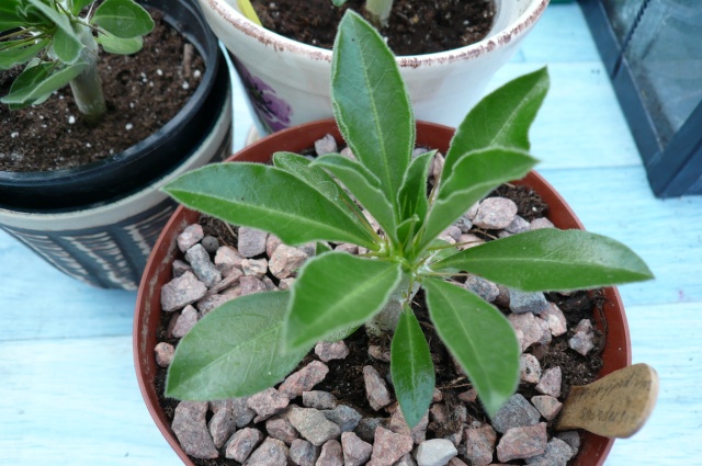 PACHYPODIUM SUNDERSII P1020422